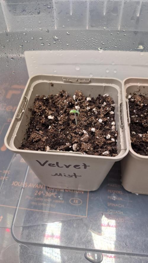 Velvet Mist. Week 1