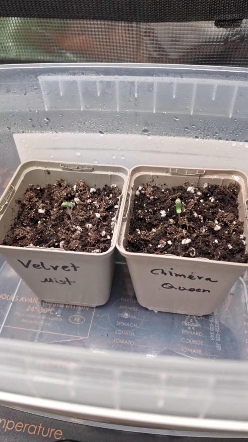 Velvet Mist. Week 1