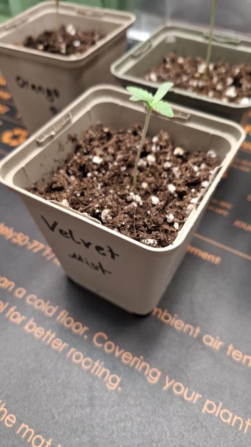 Velvet Mist. Week 1