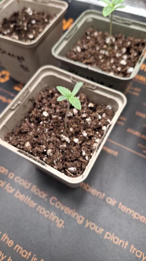 Velvet Mist. Week 1