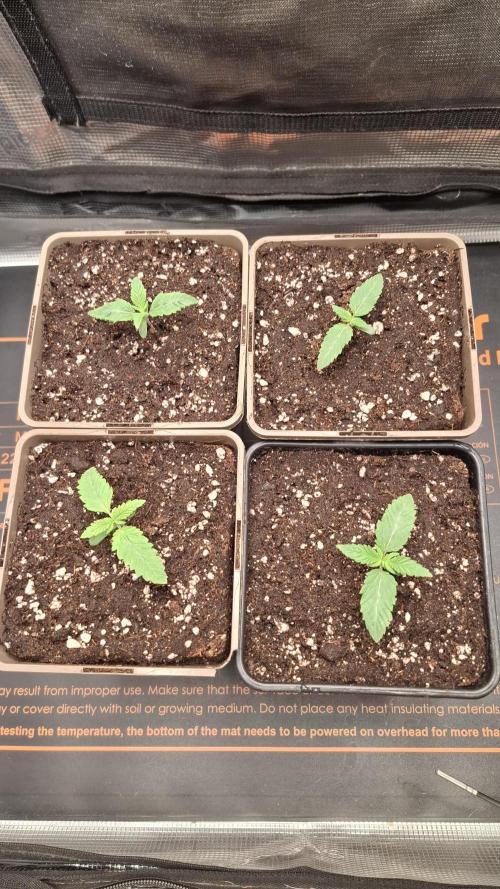Velvet Mist. Week 2