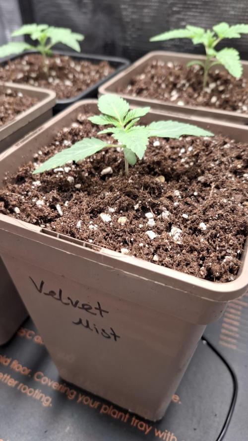 Velvet Mist. Week 2