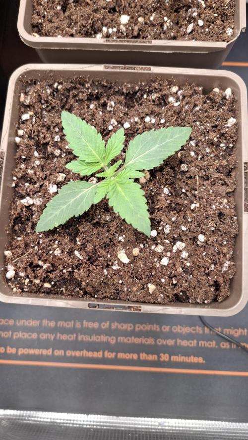 Velvet Mist. Week 2
