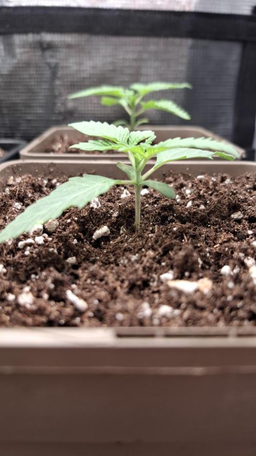 Velvet Mist. Week 2