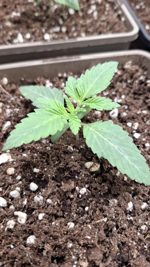 Velvet Mist. Week 2