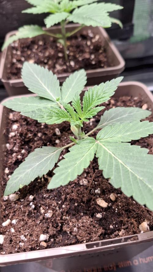 Velvet Mist. Week 3