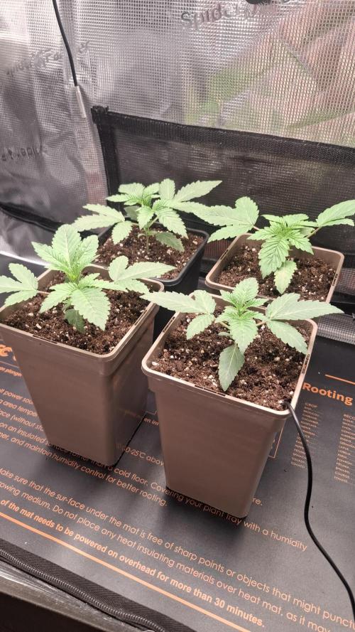 Velvet Mist. Week 3