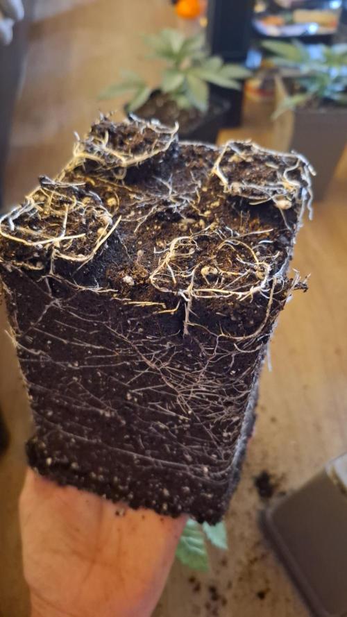 Velvet Mist. Week 3