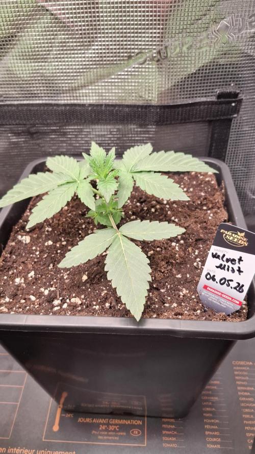 Velvet Mist. Week 3