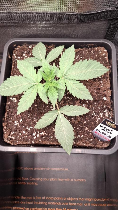 Velvet Mist. Week 3