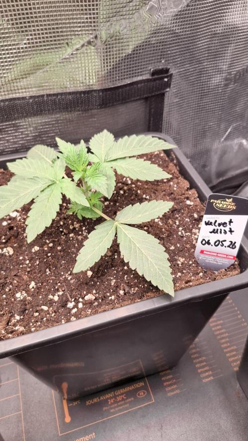 Velvet Mist. Week 3