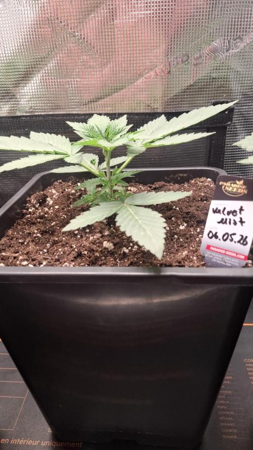 Velvet Mist. Week 3
