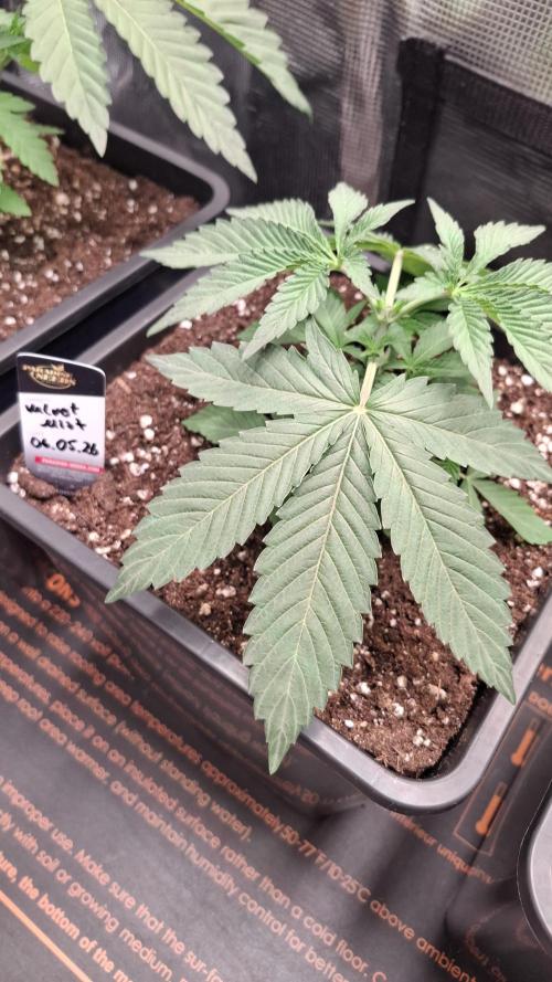 Velvet Mist. Week 3