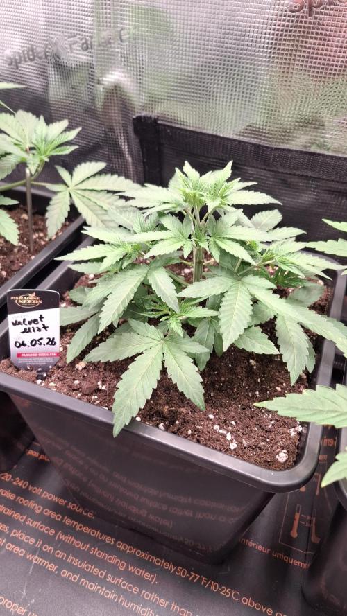 Velvet Mist. Week 3