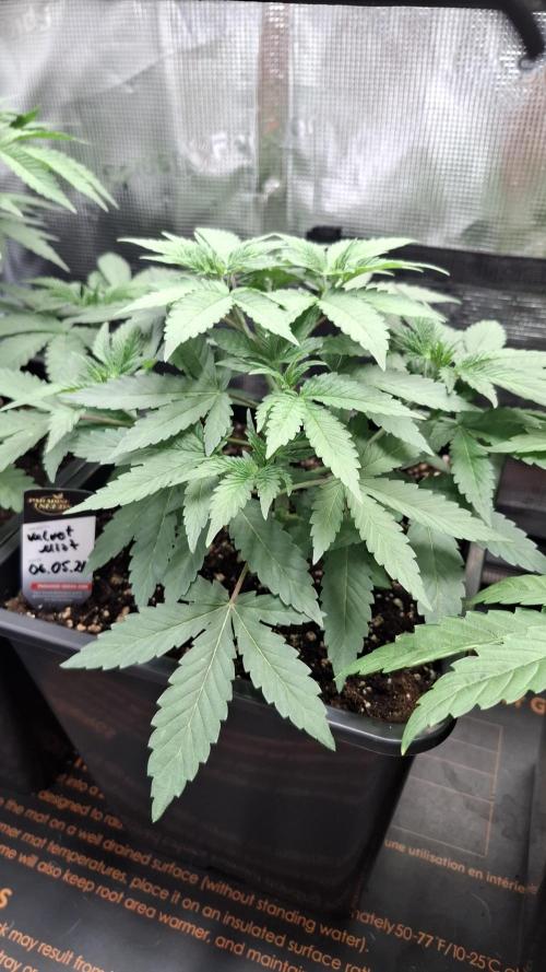 Velvet Mist. Week 3