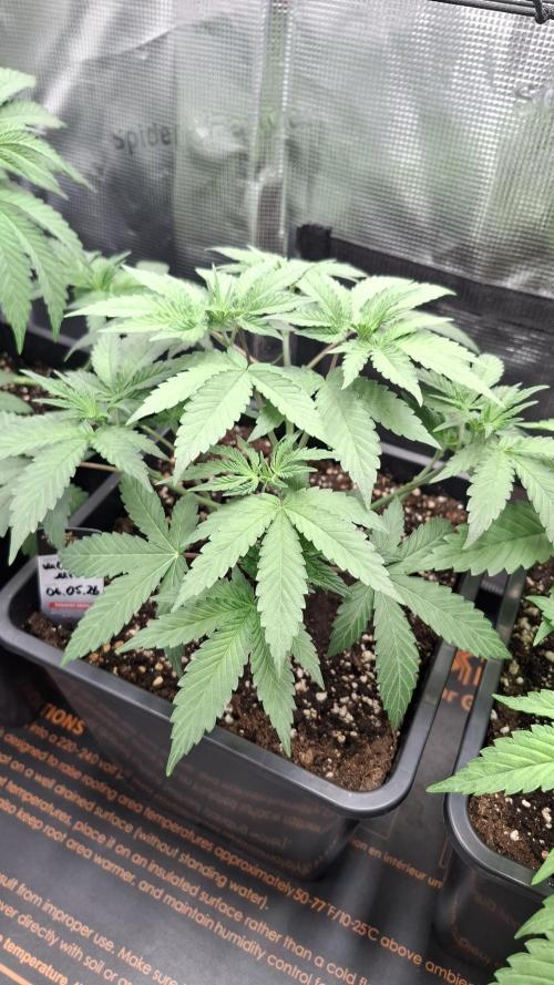 Velvet Mist. Week 3