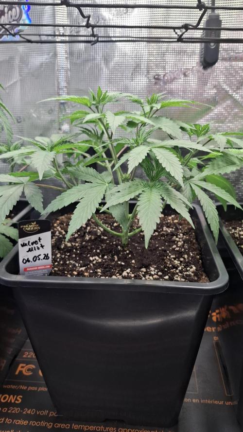 Velvet Mist. Week 3