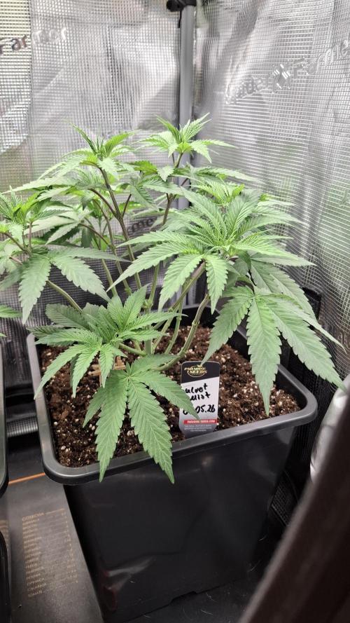Velvet Mist. Week 3