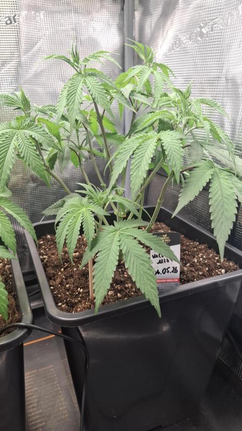 Velvet Mist. Week 3