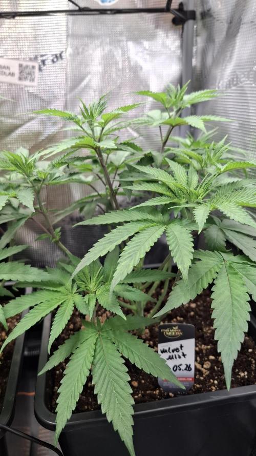 Velvet Mist. Week 4