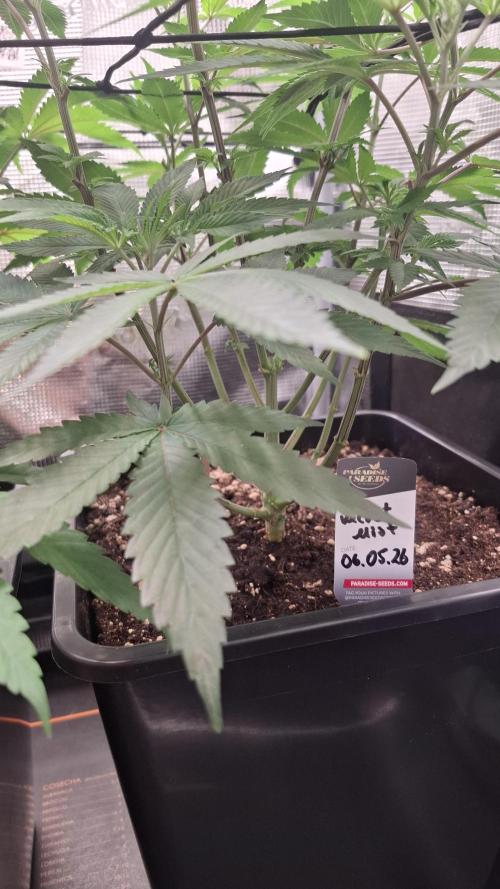 Velvet Mist. Week 4