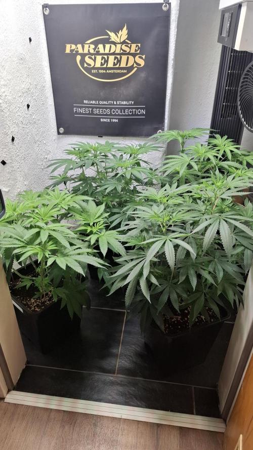 Velvet Mist. Week 5