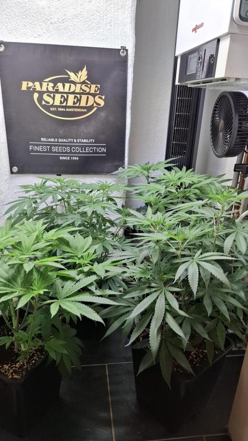Velvet Mist. Week 5