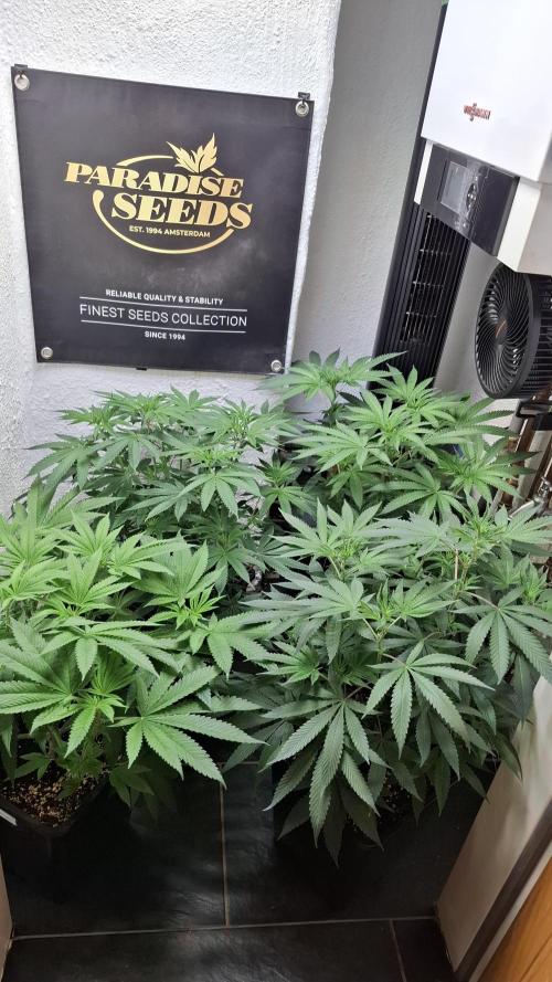 Velvet Mist. Week 5