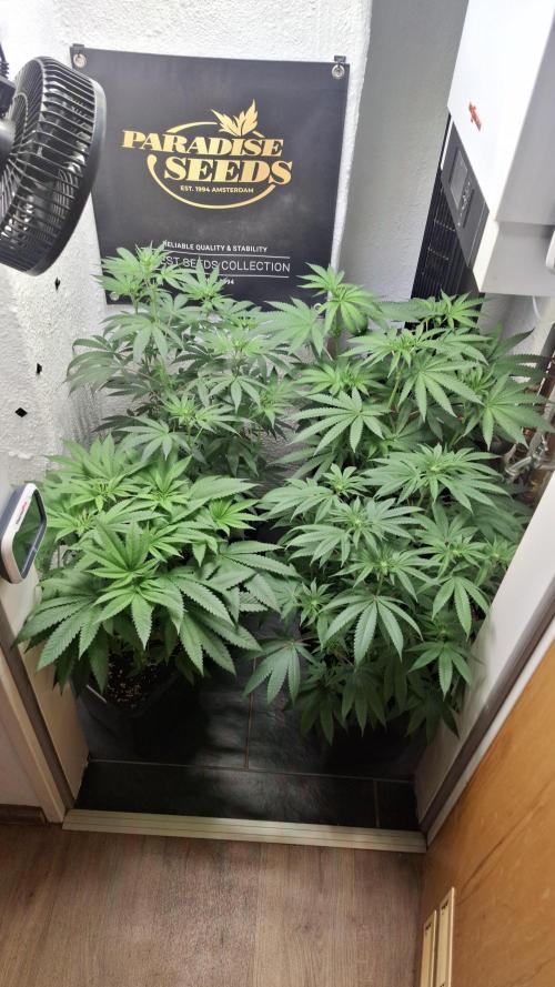 Velvet Mist. Week 5