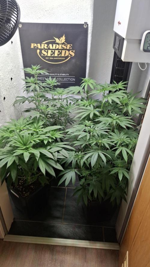 Velvet Mist. Week 5
