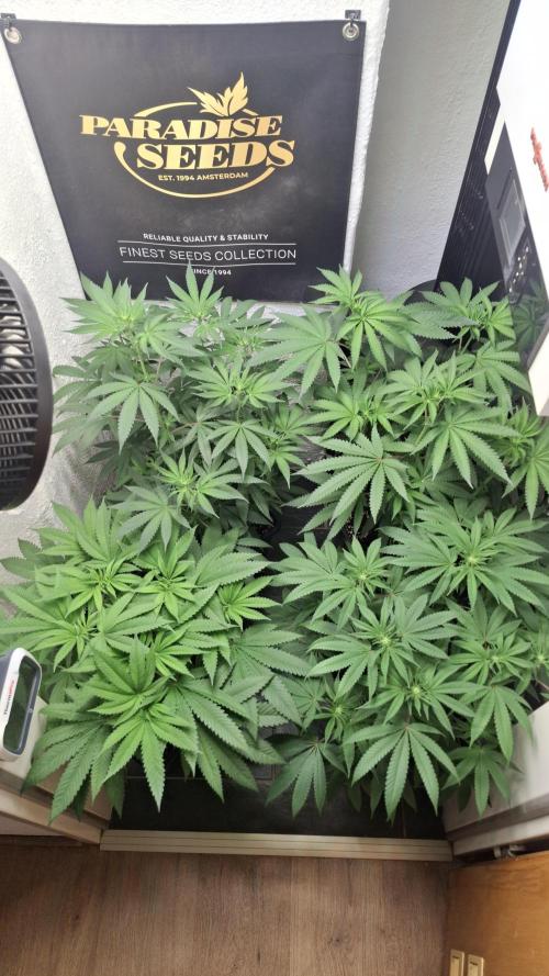 Velvet Mist. Week 5