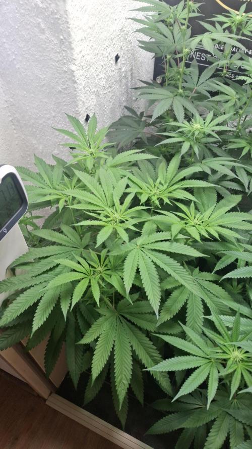 Velvet Mist. Week 6