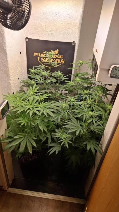 Velvet Mist. Week 6