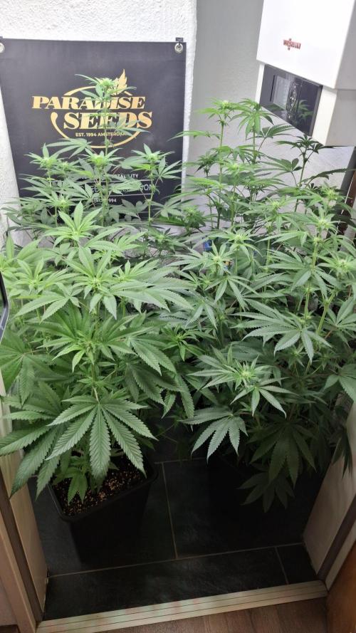 Velvet Mist. Week 6