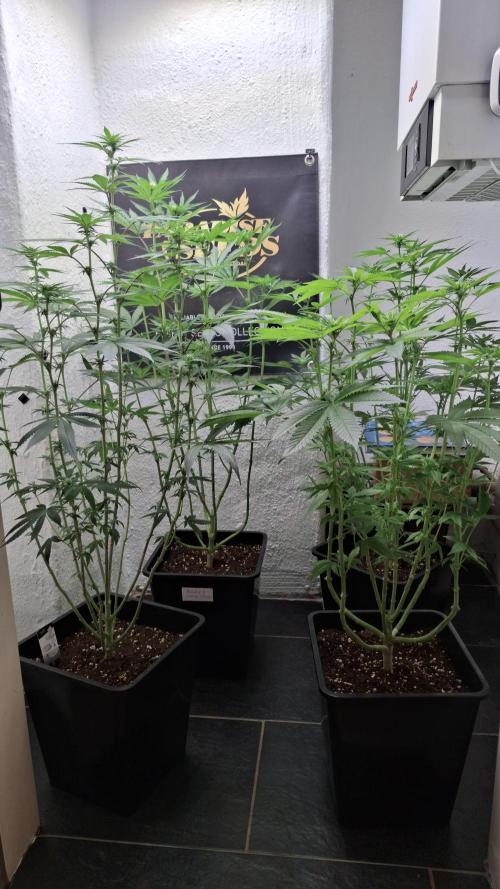 Velvet Mist. Week 6