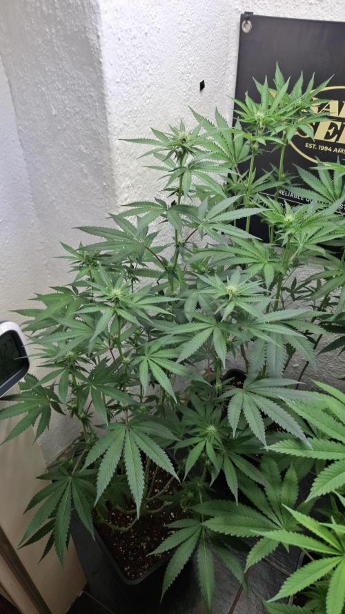 Velvet Mist. Week 6
