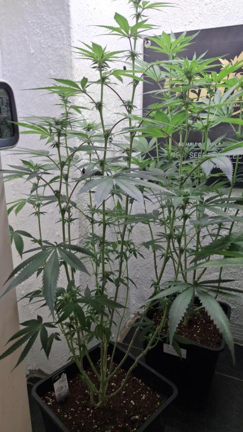 Velvet Mist. Week 6