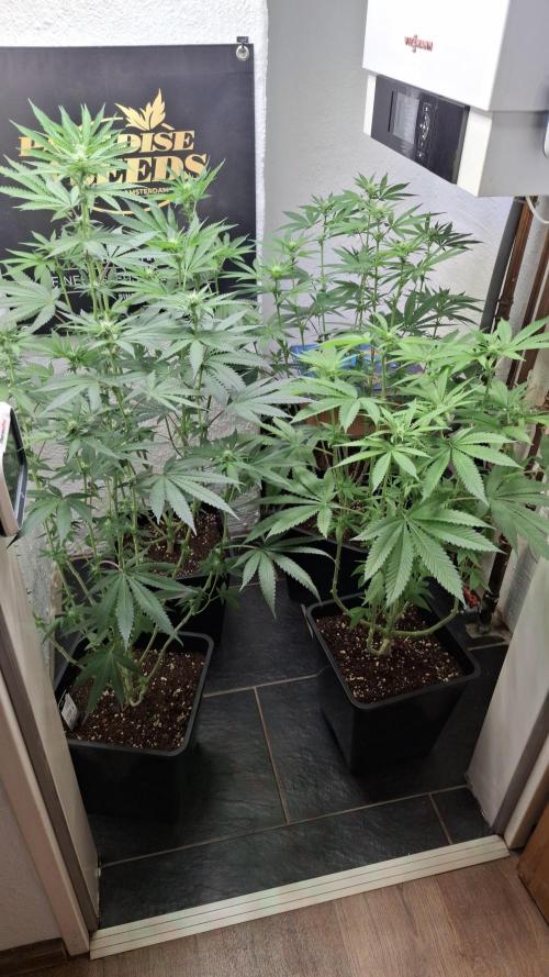 Velvet Mist. Week 6