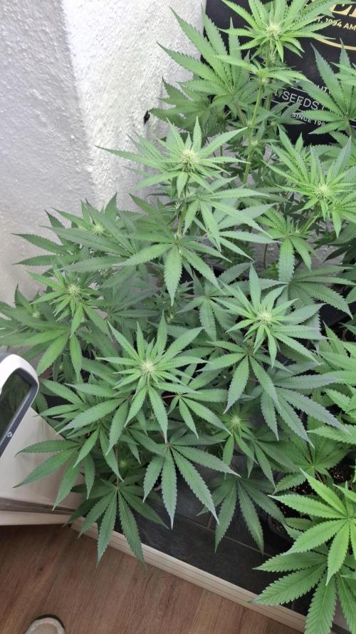 Velvet Mist. Week 6