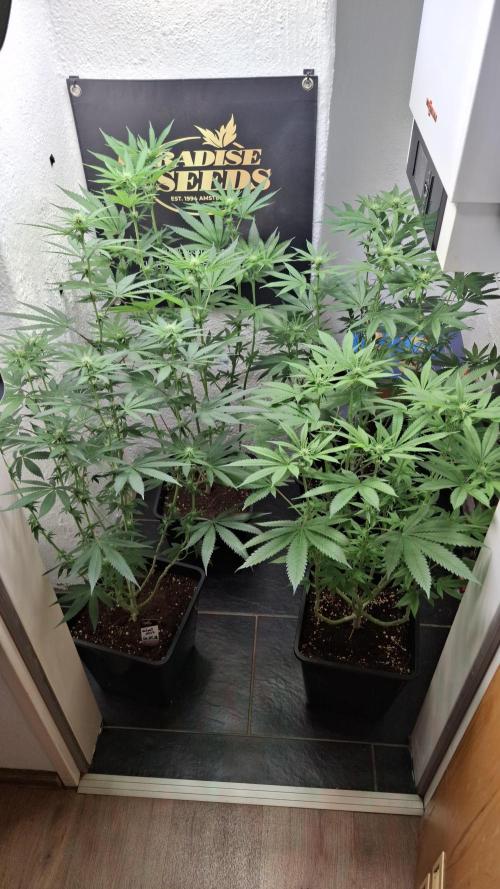 Velvet Mist. Week 6