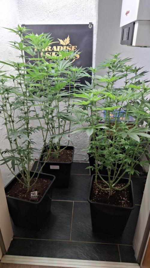 Velvet Mist. Week 6