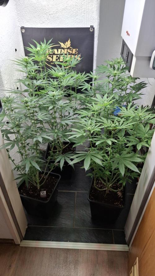 Velvet Mist. Week 6