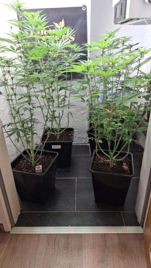 Velvet Mist. Week 6