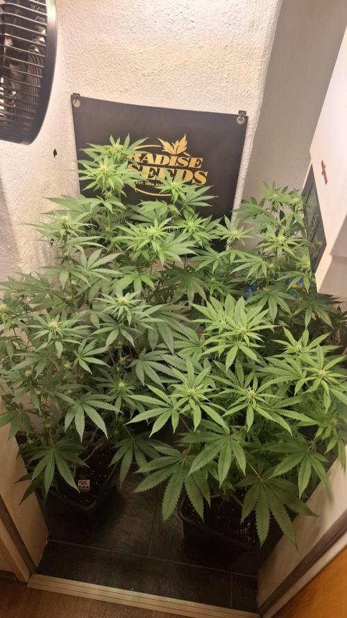 Velvet Mist. Week 6