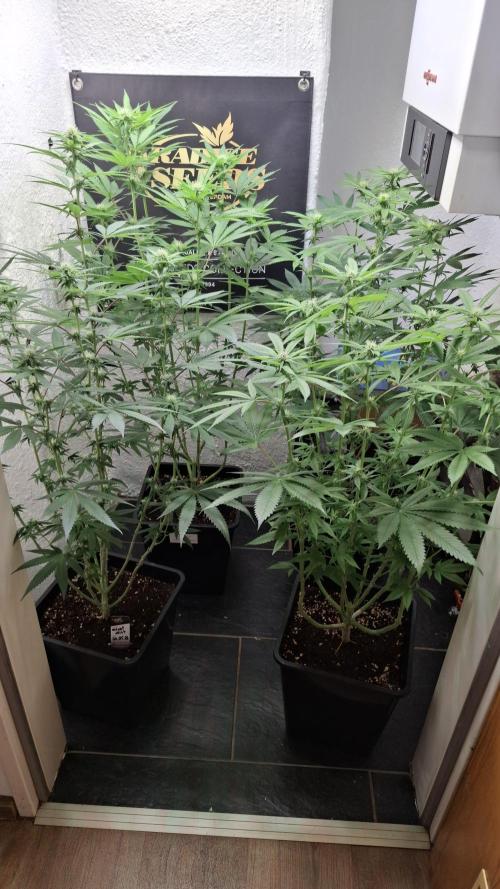 Velvet Mist. Week 6