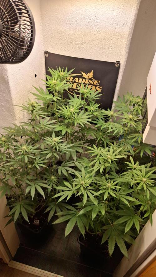 Velvet Mist. Week 6