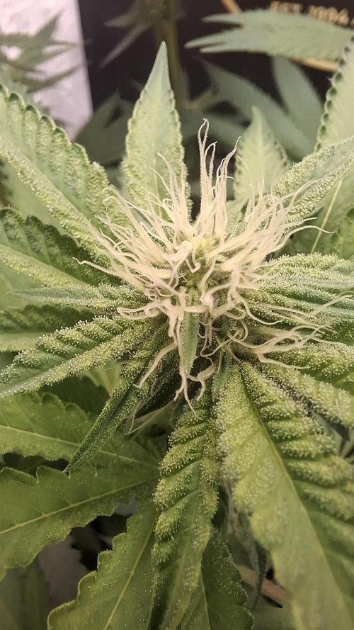 Velvet Mist. Week 6