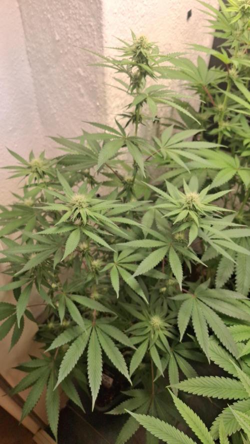 Velvet Mist. Week 6