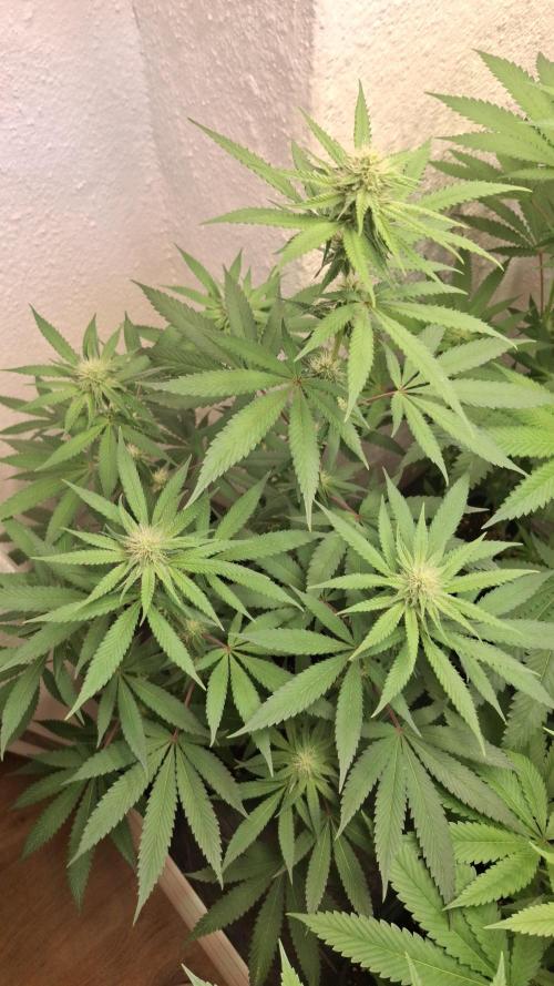 Velvet Mist. Week 6