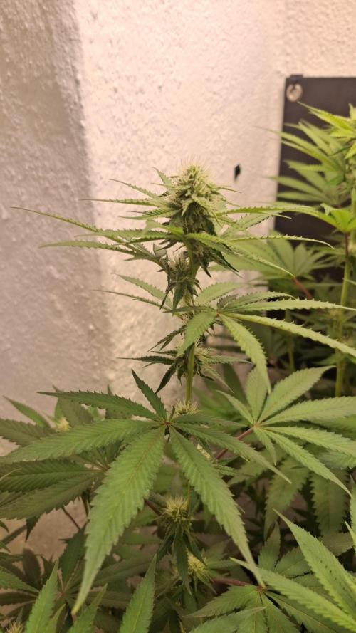 Velvet Mist. Week 6